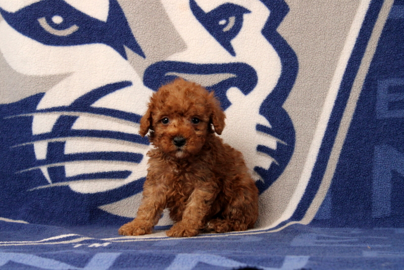 puppy, for, sale, Toy Poodle, Matthew B. Stoltzfus, dog, breeder, Gap, PA, dog-breeder, puppy-for-sale, forsale, nearby, find, puppyfind, locator, puppylocator, aca